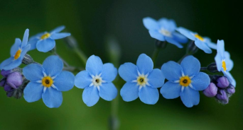 勿忘我花语是什么?紫色勿忘我花语