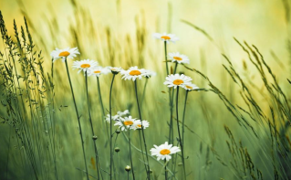 小雏菊的花语是什么?不同颜色雏菊花语