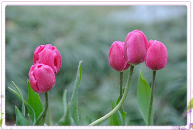 郁金香的花语是什么?不同颜色郁金香的花语