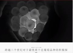 ��ͷ������www.remymartin.com